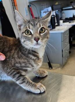 Clark -  Domestic Short Hair Cat for Adoption in Lafayette, Indiana - Clark | PetCurious