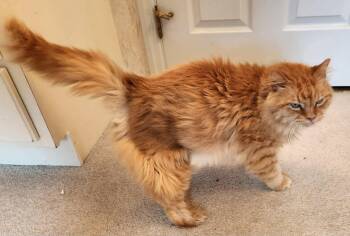 Samson -  Domestic Medium Hair Cat for Adoption in Inez, Kentucky - Samson | PetCurious