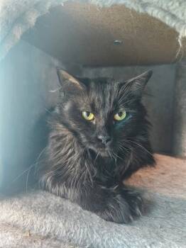 Rescue Domestic Long Hair Cats for Adoption in St. Peters, Missouri - CLOUDY | PetCurious