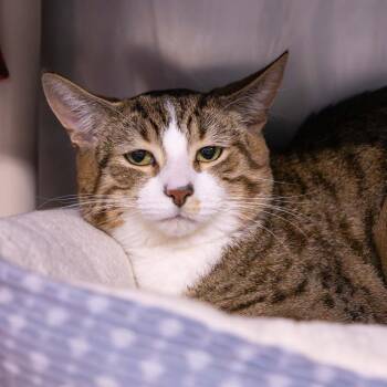 Domestic Short Hair Cats Available for Adoption in Mentor, Ohio - Bobo | PetCurious