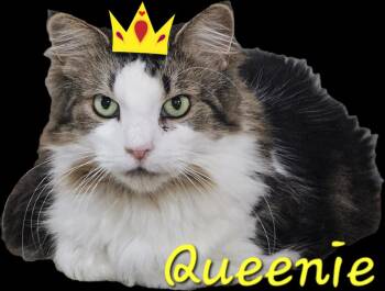 Queenie -  Domestic Long Hair Cat for Adoption in Markham, Ontario - Queenie | PetCurious