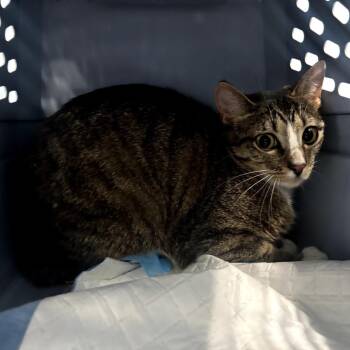 Domestic Short Hair Cats Available for Adoption in Garfield, Arkansas - Opal | PetCurious