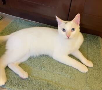 Rescue Turkish Van Cats for Adoption in Austin, Texas - Minh | PetCurious