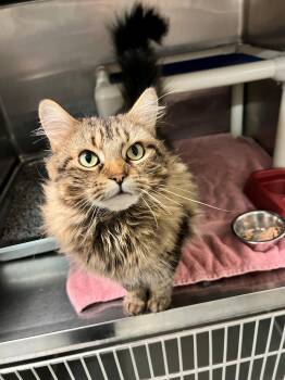 Gala CS-210/26 -  Domestic Long Hair Cat for Adoption in Burlington, Ontario - Gala CS-210/26 | PetCurious