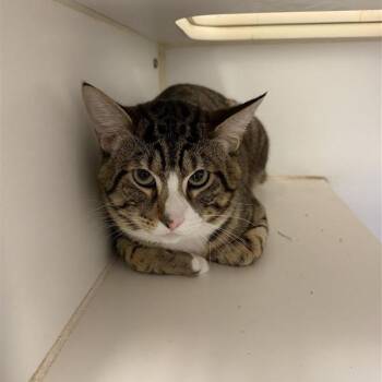 Domestic Short Hair Cats Available for Adoption in Long Beach, California - Scar | PetCurious