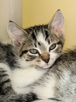 Pointer -  Domestic Short Hair Cat for Adoption in Menomonie, Wisconsin - Pointer | PetCurious