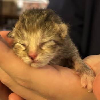 Janis Joplin -  Domestic Short Hair Cat for Adoption in Corydon, Indiana - Janis Joplin | PetCurious