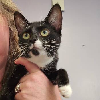 Millie -  Domestic Short Hair Cat for Adoption in Spokane, Washington - Millie | PetCurious