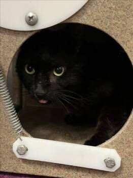A227269 -  Domestic Short Hair Cat for Adoption in Woodland, California - A227269 | PetCurious
