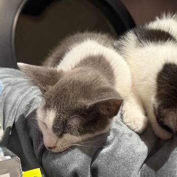 Bear -  Domestic Short Hair Cat for Adoption in Silver Spring, Maryland - Bear | PetCurious