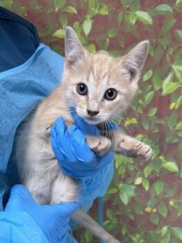 Domestic Short Hair Cats Available for Adoption in San Antonio, Texas - River | PetCurious