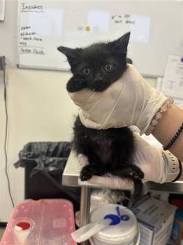 Rescue Domestic Short Hair Cats for Adoption in West Chester, Pennsylvania - Fries | PetCurious