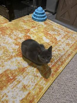 Domestic Short Hair Cats Available for Adoption in Lansing, Michigan - Fizzgig (26-011 C) | PetCurious