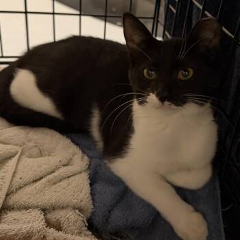 Lucy -  Domestic Short Hair Cat for Adoption in Houston, Texas - Lucy | PetCurious