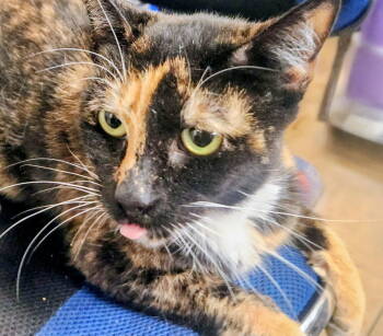 Rescue Tortoiseshell and Calico Cats for Adoption in Oakland Park, Florida - Sylvia - PetSmart Aventura | PetCurious