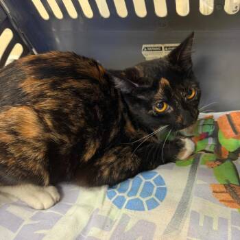 Lucky -  Domestic Short Hair Cat for Adoption in Memphis, Tennessee - Lucky | PetCurious