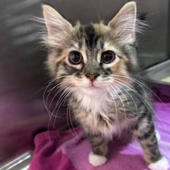 Domestic Long Hair Cats Available for Adoption in Davenport, Iowa - Morticia | PetCurious