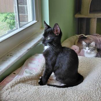 Felix -  Tuxedo and Domestic Short Hair Cat for Adoption in Melbourne, Florida - Felix | PetCurious