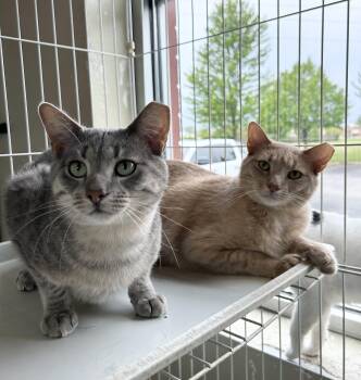 Domestic Short Hair Cats Available for Adoption in Mokena, Illinois - Bubba & Figure 8 | PetCurious