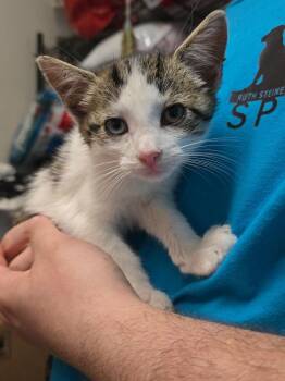 Hermione -  Domestic Short Hair Cat for Adoption in Pine Grove, Pennsylvania - Hermione | PetCurious