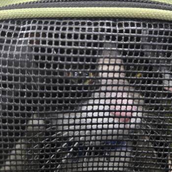 Oreo Cookie -  Domestic Short Hair Cat for Adoption in Newark, New Jersey - Oreo Cookie | PetCurious