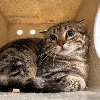 Domestic Short Hair Cats Available for Adoption in Lyndhurst, Virginia - Kendrick | PetCurious