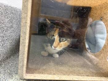 ASHLEY -  Domestic Short Hair Cat for Adoption in Loveland, Colorado - ASHLEY | PetCurious