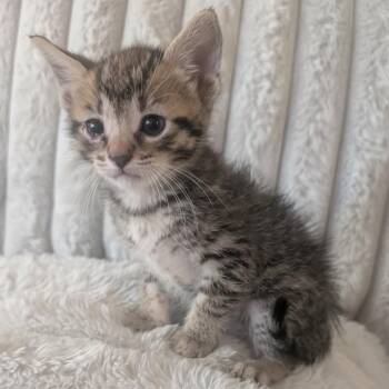 American Shorthair Cats Available for Adoption in Mount Vernon, Arkansas - Leo | PetCurious