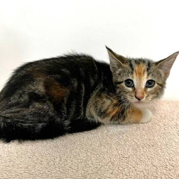 Guava -  Domestic Short Hair Cat for Adoption in Warrensburg, Missouri - Guava | PetCurious