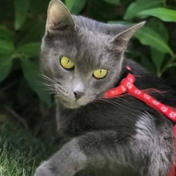 Russian Blue Cats Available for Adoption in Brampton, Ontario - Smokey | PetCurious