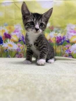 Romulus -  Domestic Short Hair Cat for Adoption in San Antonio, Texas - Romulus | PetCurious