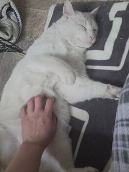 Domestic Short Hair Cats Available for Adoption - Whistle | PetCurious