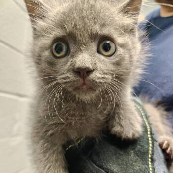Rosemary -  Domestic Short Hair Cat for Adoption in Allentown, Pennsylvania - Rosemary | PetCurious