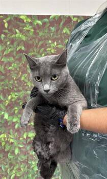 Rescue Domestic Short Hair Cats for Adoption in San Antonio, Texas - Marinara | PetCurious