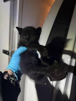 Domestic Short Hair Cats Available for Adoption in San Antonio, Texas - RIZZO | PetCurious