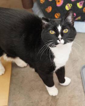 Oliver -  Domestic Short Hair Cat for Adoption in Novato, California - Oliver | PetCurious
