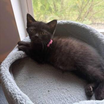 Domestic Short Hair Cats Available for Adoption in Sunrise, Florida - Liu | PetCurious