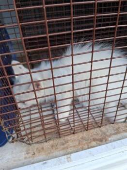 Rescue Domestic Short Hair and Siamese Cats for Adoption in Houston, Texas - A645388 | PetCurious