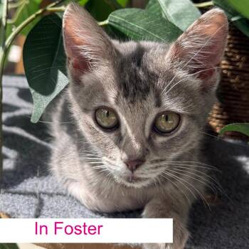 Millie -  Domestic Short Hair Cat for Adoption in Chapel Hill, North Carolina - Millie | PetCurious