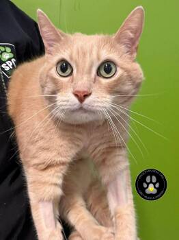 Domestic Short Hair Cats Available for Adoption in Delson, Quebec - Caramel | PetCurious