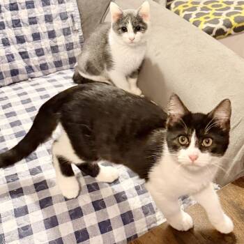 Oshawott (M) & Wigglytuff (F) -  Domestic Short Hair Cat for Adoption in Syracuse, New York - Oshawott (M) & Wigglytuff (F) | PetCurious