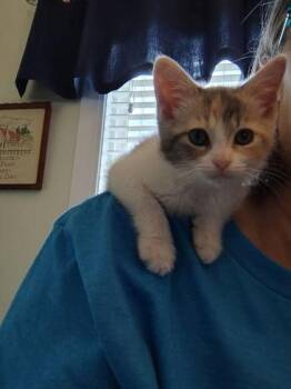 Domestic Short Hair Cats Available for Adoption in North Charleston, South Carolina - 3746B  Lola | PetCurious