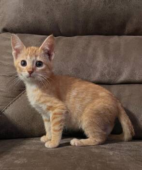 Goose -  Domestic Short Hair Cat for Adoption in Rochester, Indiana - Goose | PetCurious