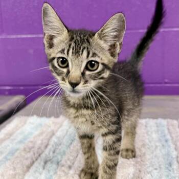 Millie -  American Shorthair Cat for Adoption in Austin, Texas - Millie | PetCurious