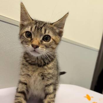 Domestic Short Hair Cats Available for Adoption in Tampa, Florida - Leila | PetCurious