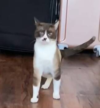 Rescue Siamese Cats for Adoption in San Jacinto, California - Azad | PetCurious