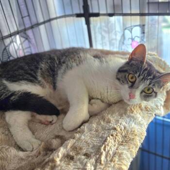 Cooki - Chino Hills Location -  Domestic Short Hair and Extra Toes Cat Hemingway Polydactyl Cat Available for Adoption in Chino Hills, California - Cooki - Chino Hills Location | PetCurious