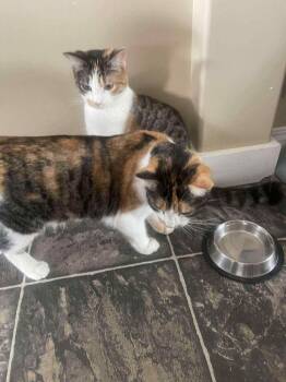 Rescue Domestic Short Hair Cats for Adoption in Calgary, Alberta - Laverne / Shirley | PetCurious