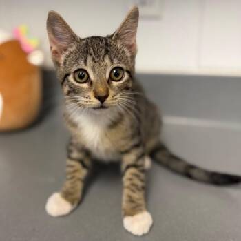 Nod -  Domestic Short Hair Cat for Adoption in Sarasota, Florida - Nod | PetCurious