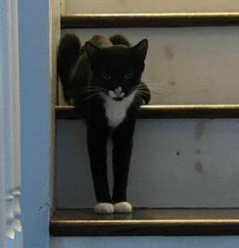 Calligraphy -  Domestic Short Hair Cat for Adoption in Chamblee, Georgia - Calligraphy | PetCurious